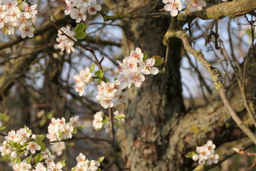 pear tree in spring
