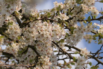pear tree in spring