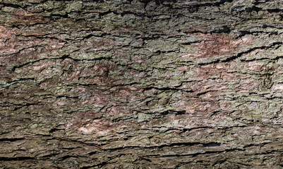 bark of a tree texture background
