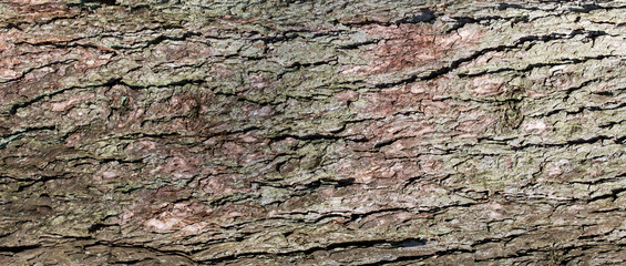 bark of a tree texture background
