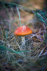 Beautiful poisonous mushroom in the autumn forest
