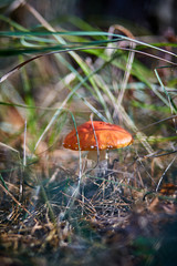 Beautiful poisonous mushroom in the autumn forest