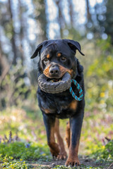 Rottweiler bringt Spielzeug zurück