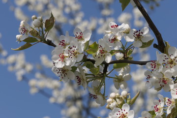 pear tree in spring