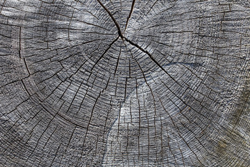 Wood texture of old cut tree trunk - wooden surface background