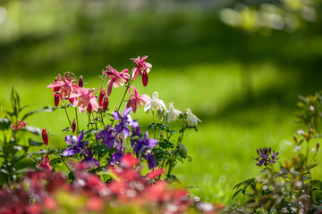 Schöne Blumen im Frühling Spring blühen auf mit Sonnenschein Sonnenlicht