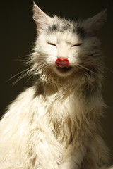 portrait of a white cat