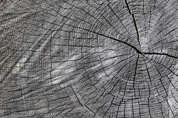 Wood texture of old cut tree trunk - wooden surface background