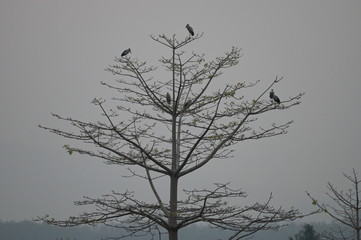silhouette of group of birds sitting on a tree in sun set time