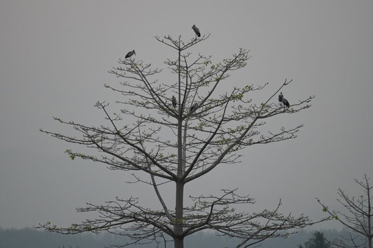 silhouette of group of birds sitting on a tree in sun set time