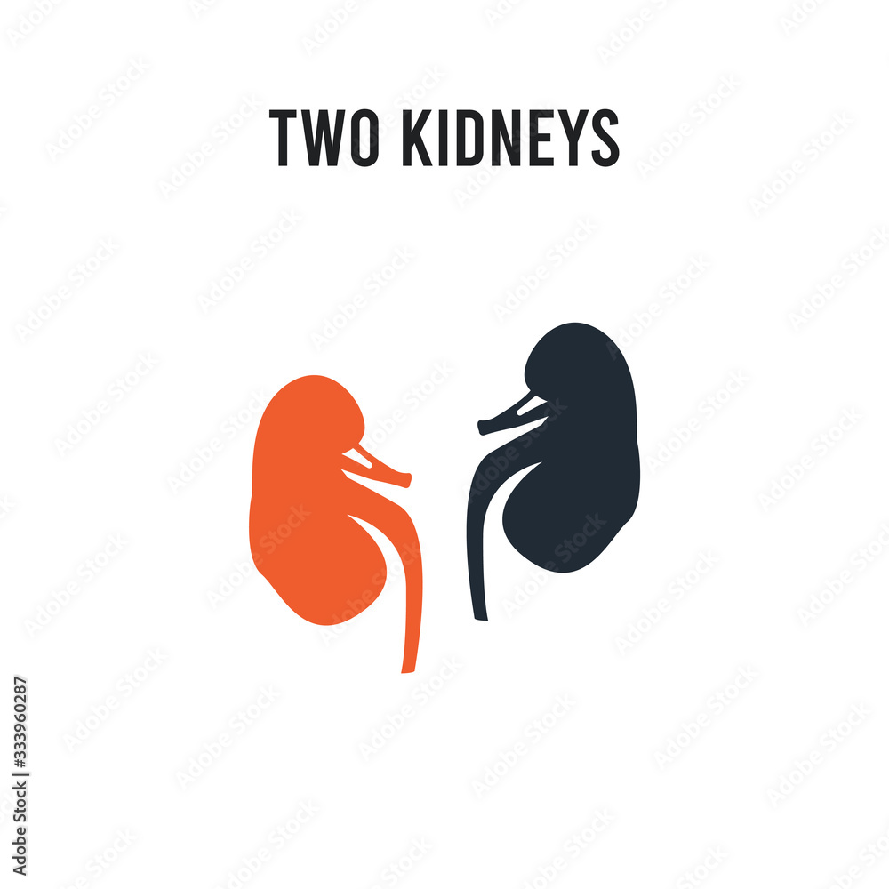 Poster two kidneys vector icon on white background. red and black colored two kidneys icon. simple element 