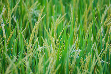 Close up to one ear of rice or ear of paddy, selected focus on field