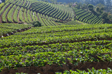 Fototapeta na wymiar Strawberry field in the mountain on a sunny day farm, Chiang Mai,Thailand