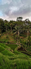 Fototapeta na wymiar Reisfelder auf Reisterrassen in Bali Tegalalang