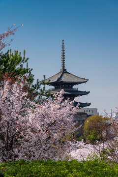 Imagenes De 春景色 Descubre Bancos De Fotos Ilustraciones Vectores Y Videos De 5 906 Adobe Stock