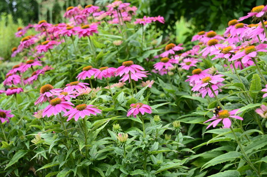 Closeup Echinacea 'Pow Wow Wild Berry' known as coneflower with blurred background in summer garden