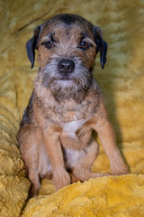 Border terrier sat on a fluffy blanket looking towards the camera