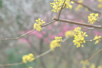 サンシュユの花