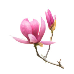 magnolia flower spring branch isolated on white background