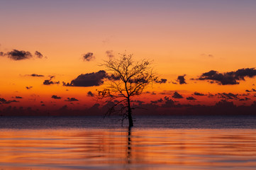 Silhouette of lonely mangrove tree in lake with twilight light in morning at Pakpra, Phatthalung, Thailand