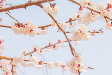 Blooming apricot flowers in springtime.