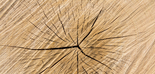 Fototapeta premium Wood texture of cut tree trunk - wooden surface background