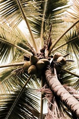 Coconut Tree