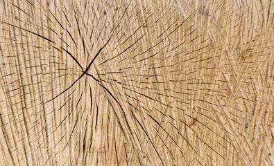 Fototapeta premium Wood texture of cut tree trunk - wooden surface background