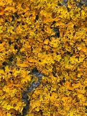 yellow leaves background