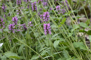 Closeup Betonica officinalis known as common hedgenettle with blurred background in summer garden