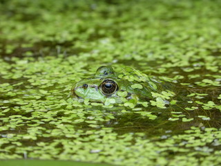 grüner, getarnter Frosch
