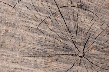 Wood texture of cut tree trunk - wooden surface background