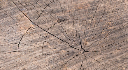 Wood texture of cut tree trunk - wooden surface background