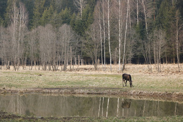 Young brown elk drinking water from the small lake in national reserve