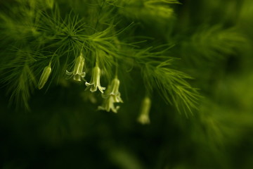 light green asparagus flowers close up
