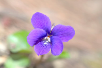 スイートバイオレット