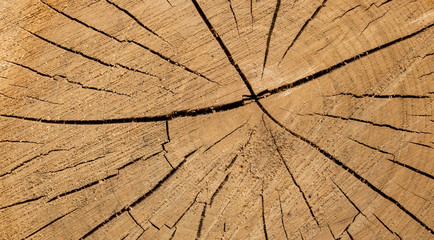 Wood texture of cut tree trunk - wooden surface background