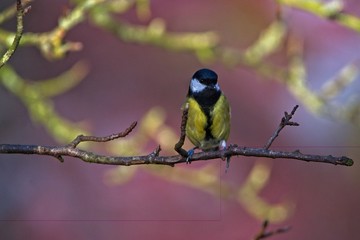 great tit Parus major on a branch