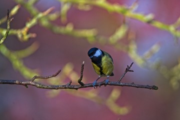 great tit Parus major on a branch