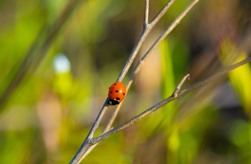Ladybug on Twig