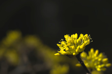 サンシュユの花