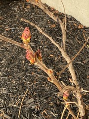 Signs of Spring 3