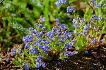 Waldboden am Frühling