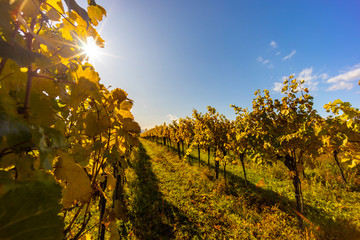 autumn vineyard near Langenlois, Lower Austria, Austria