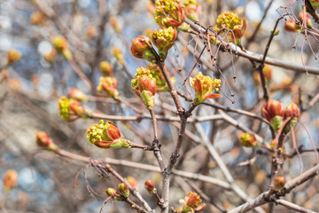 Buds on a branch of a tree at the springtime. Nature background, environment concept.