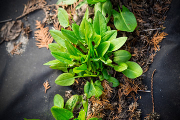 green fresh sorrel grows in agrofiber outdoors