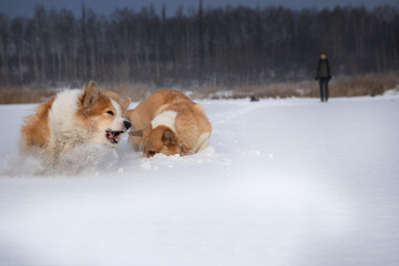 Dogs Welsh Corgi Pembroke running and playing in the snow