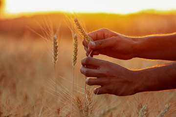 Farmer's hands touch golden wheat in the sunset light,Wheat.Harvest concept,farmer check wheat To break,