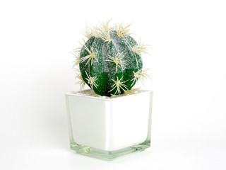 cactus pland on white background.