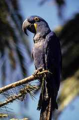 Ara hyacinthe,.Anodorhynchus hyacinthinus,  Hyacinth Macaw © JAG IMAGES